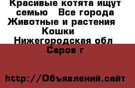 Красивые котята ищут семью - Все города Животные и растения » Кошки   . Нижегородская обл.,Саров г.